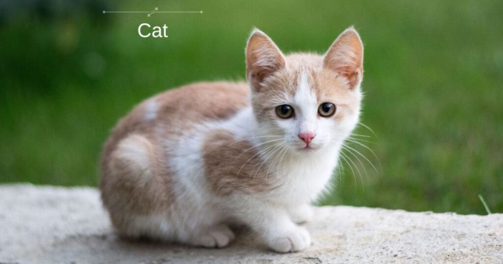 Animal-Themed Names