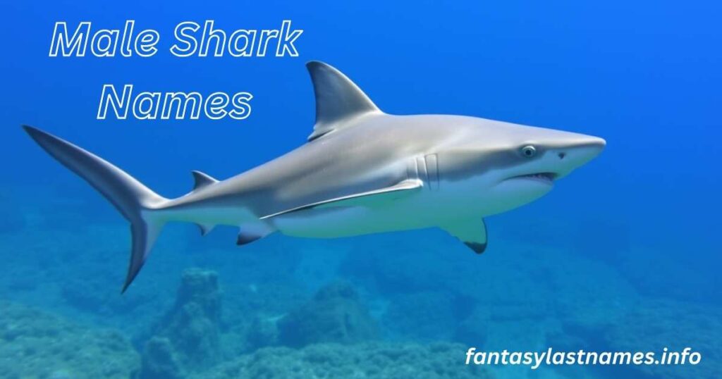 Male Shark Names