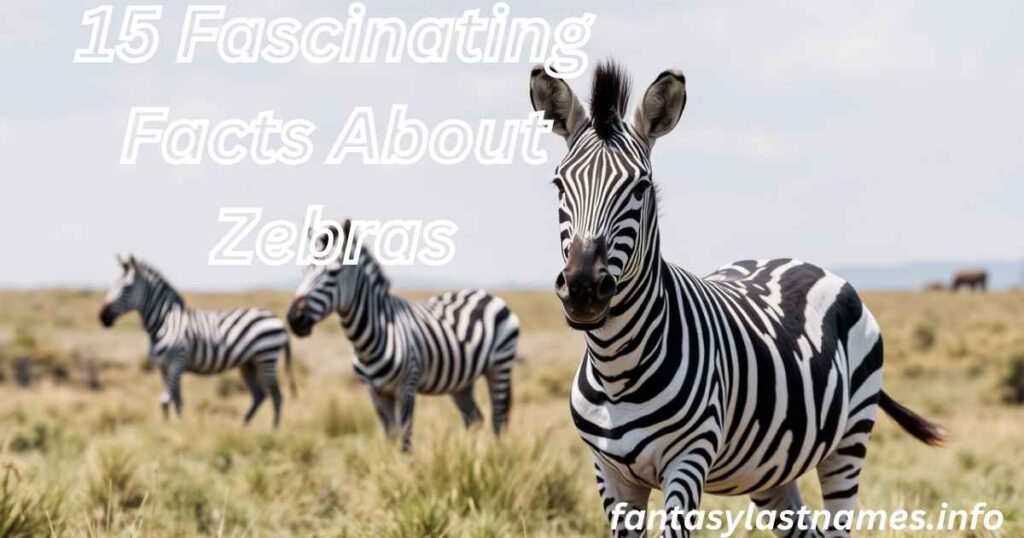 15 Fascinating Facts About Zebras