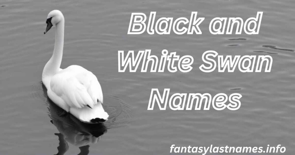 Black and White Swan Names