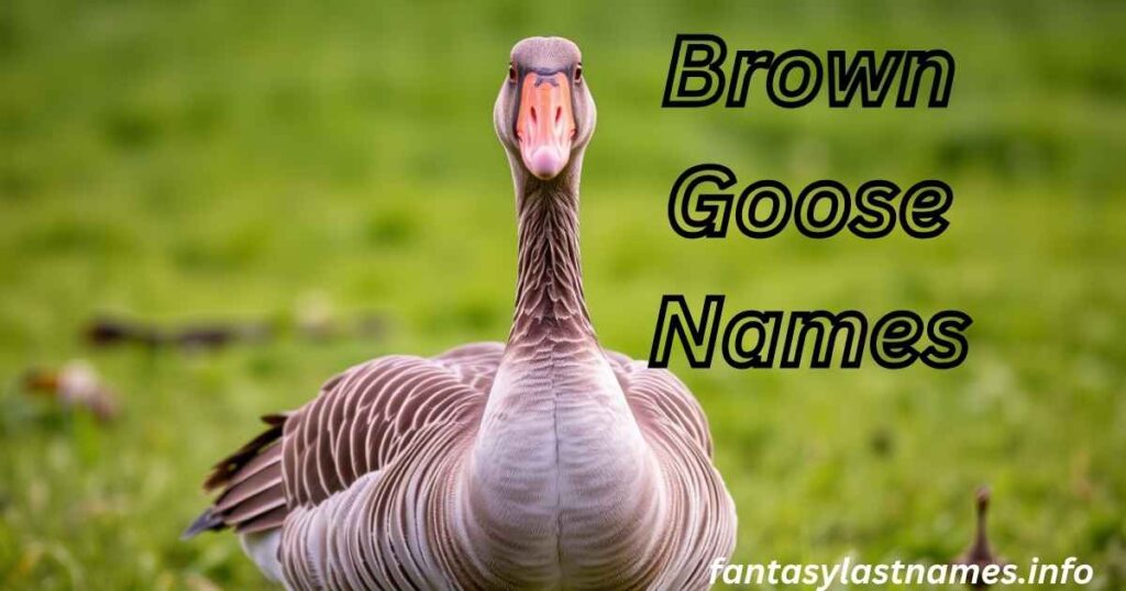 Brown Goose Names