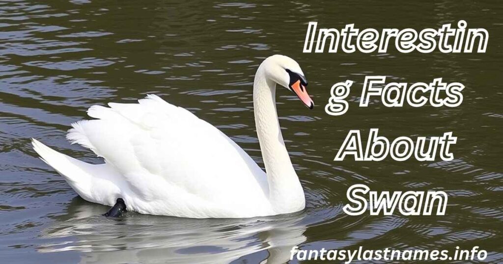  Interesting Facts About Swan
