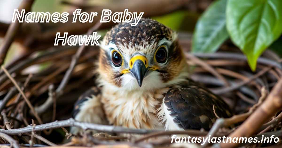 Names for Baby Hawk