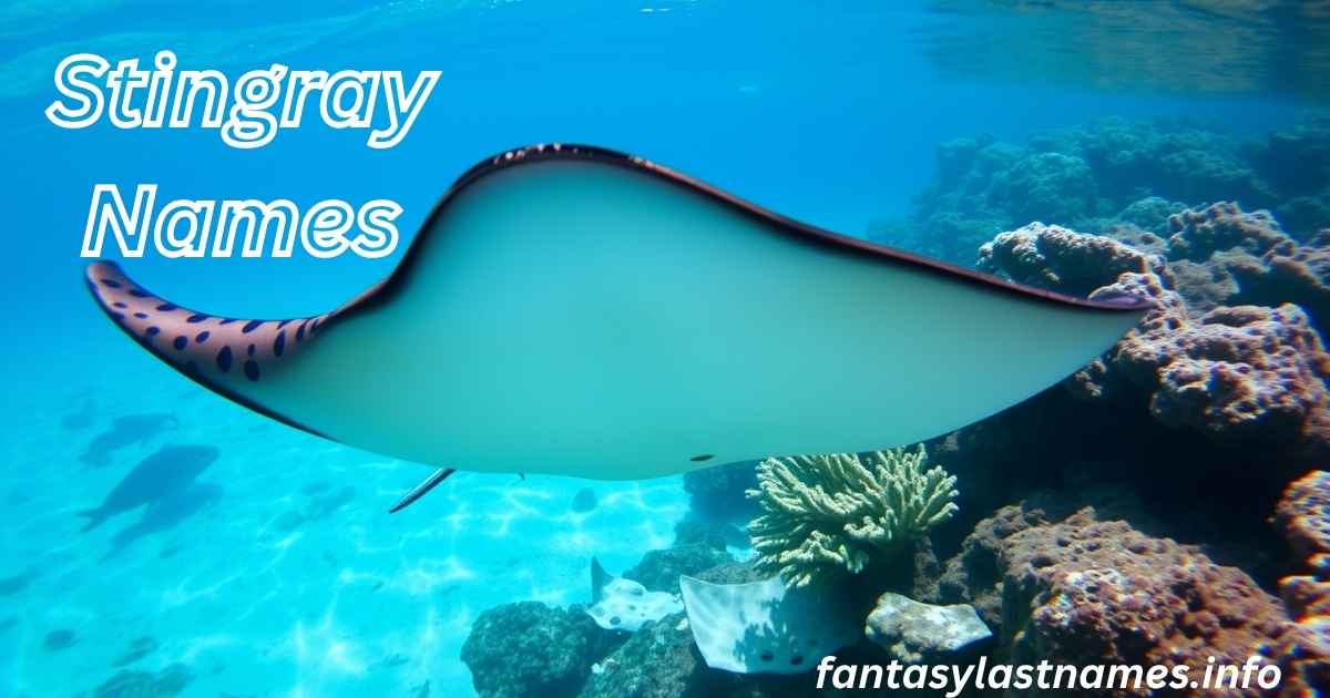 Stingray Names