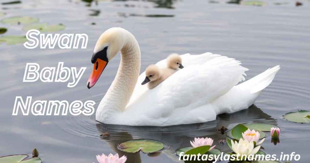  Swan Baby Names